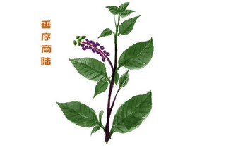 资产评估报告_资产评估报告由什么部门出具